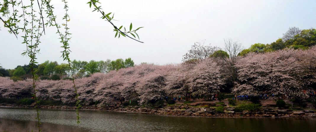 b40f966a4ea8b04328252cb26f59982f