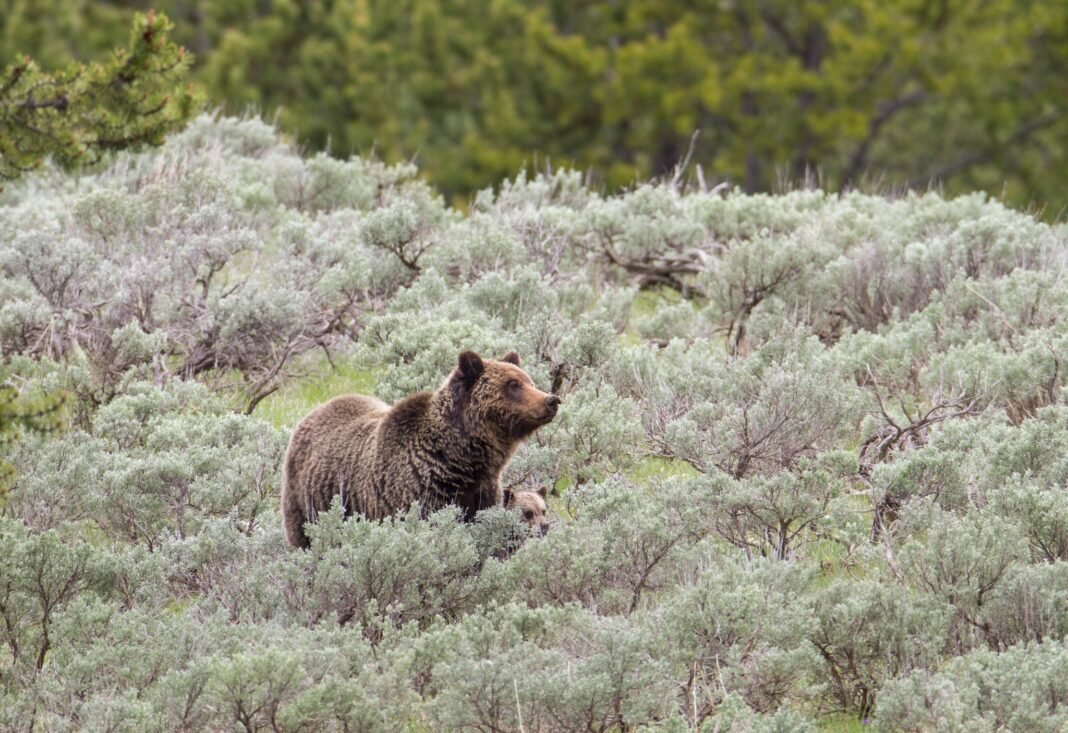 Pic_-_Montana_Fish_Wildlife__Parks__-_Facebook
