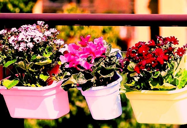 Flower_pots_Representational_Image_uH3J6oE